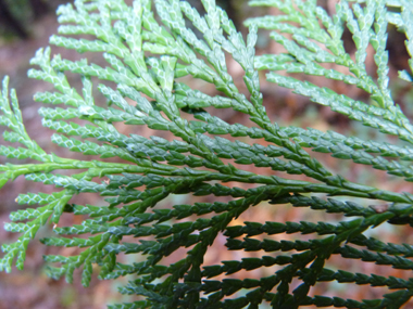 Feuilles composées d'écailles appliquées. Agrandir dans une nouvelle fenêtre (ou onglet)